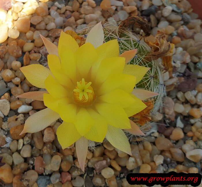 Mammillaria sphaerica cactus care
