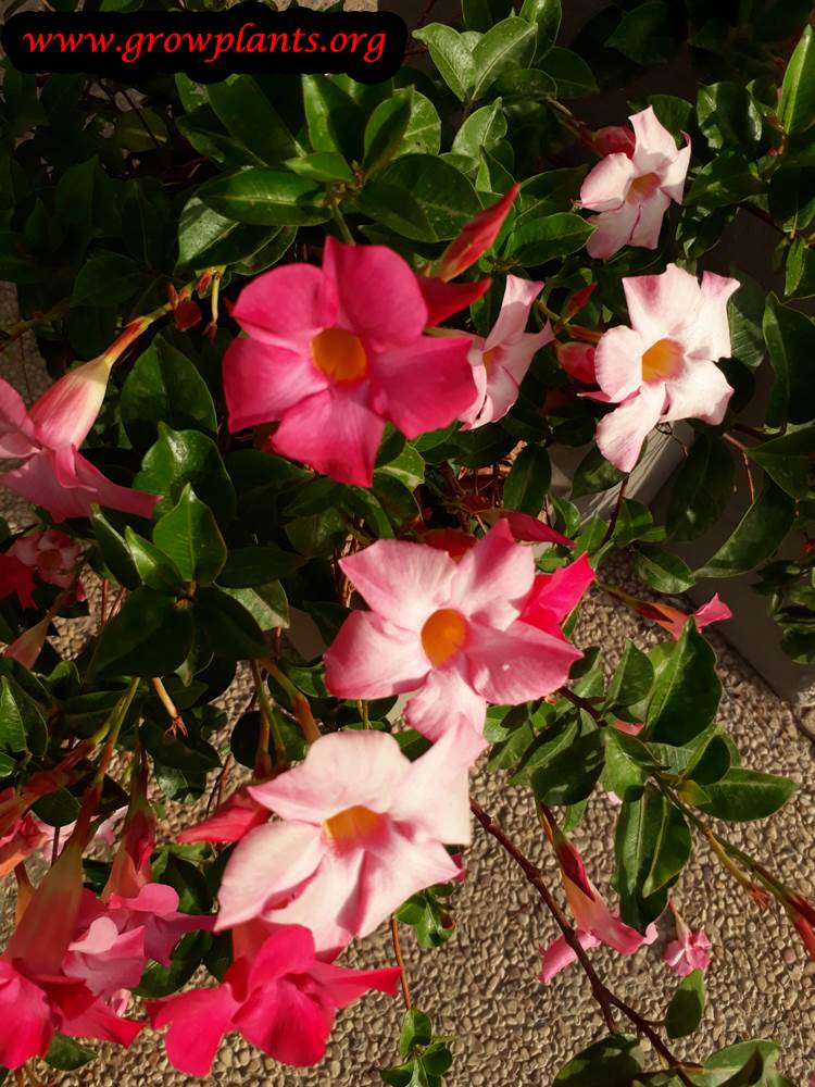 Mandevilla sanderi flowers
