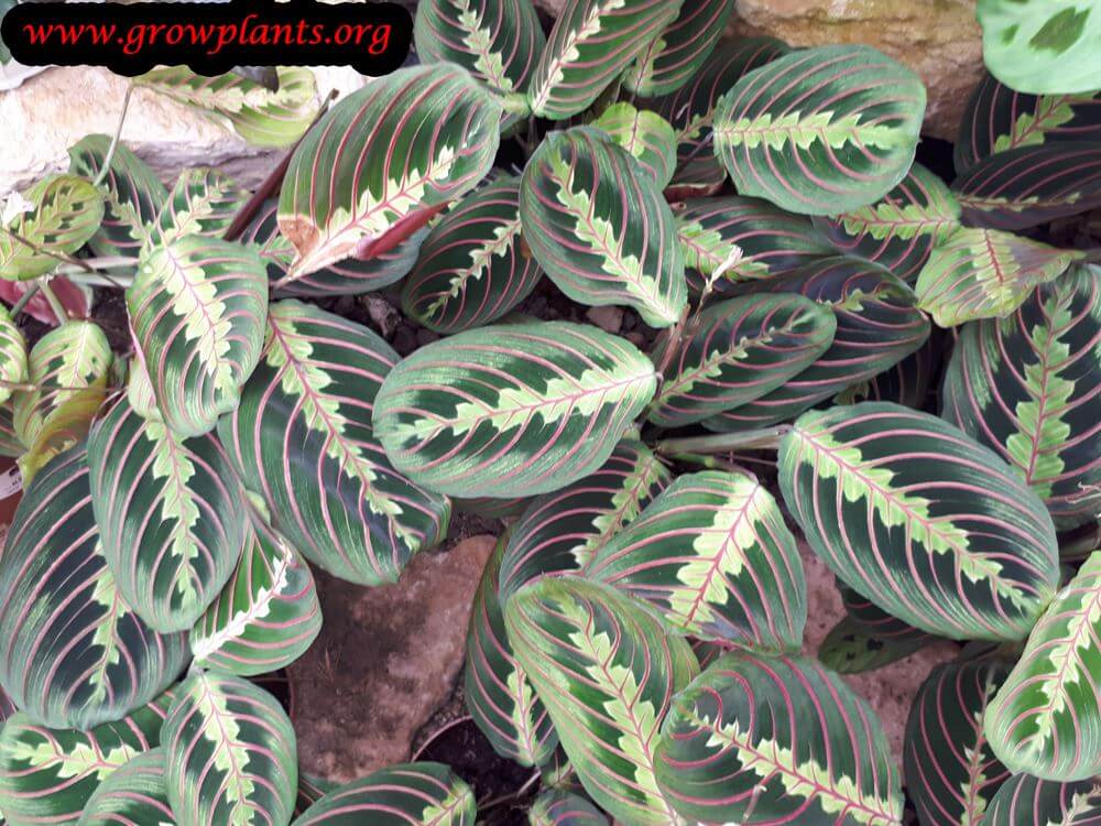 Maranta leuconeura leaves