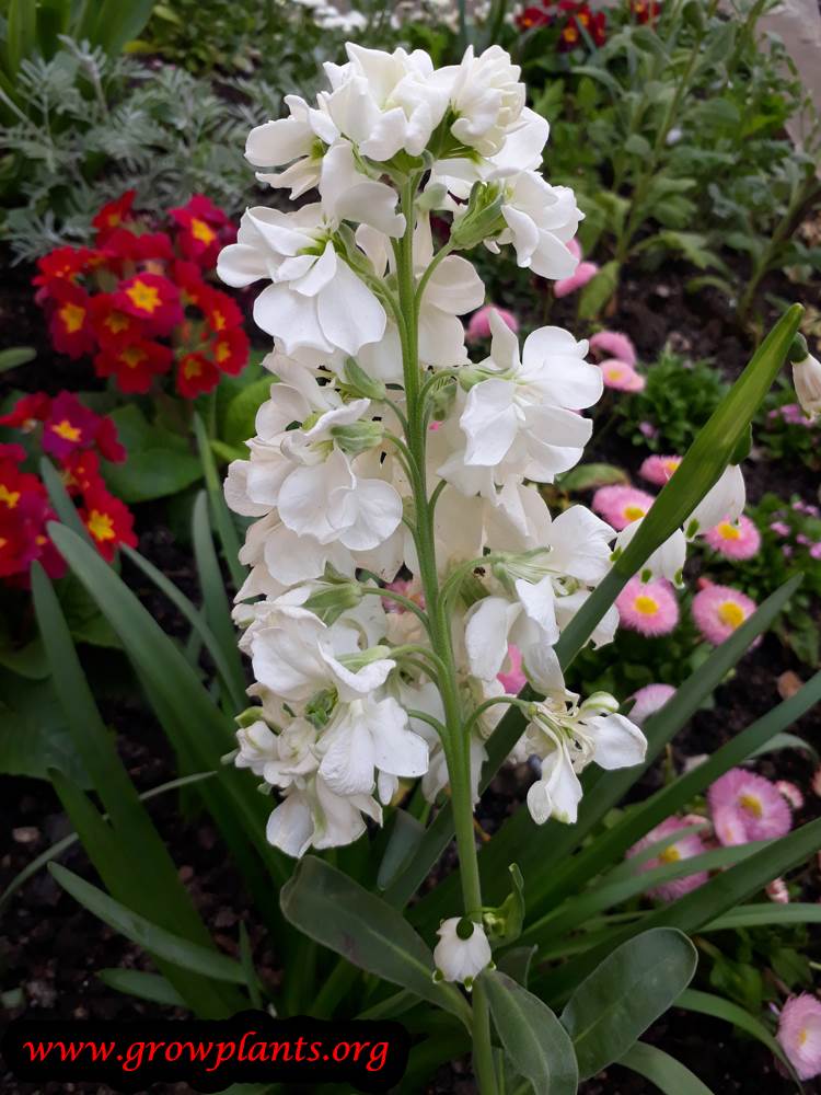 Matthiola incana white flowers