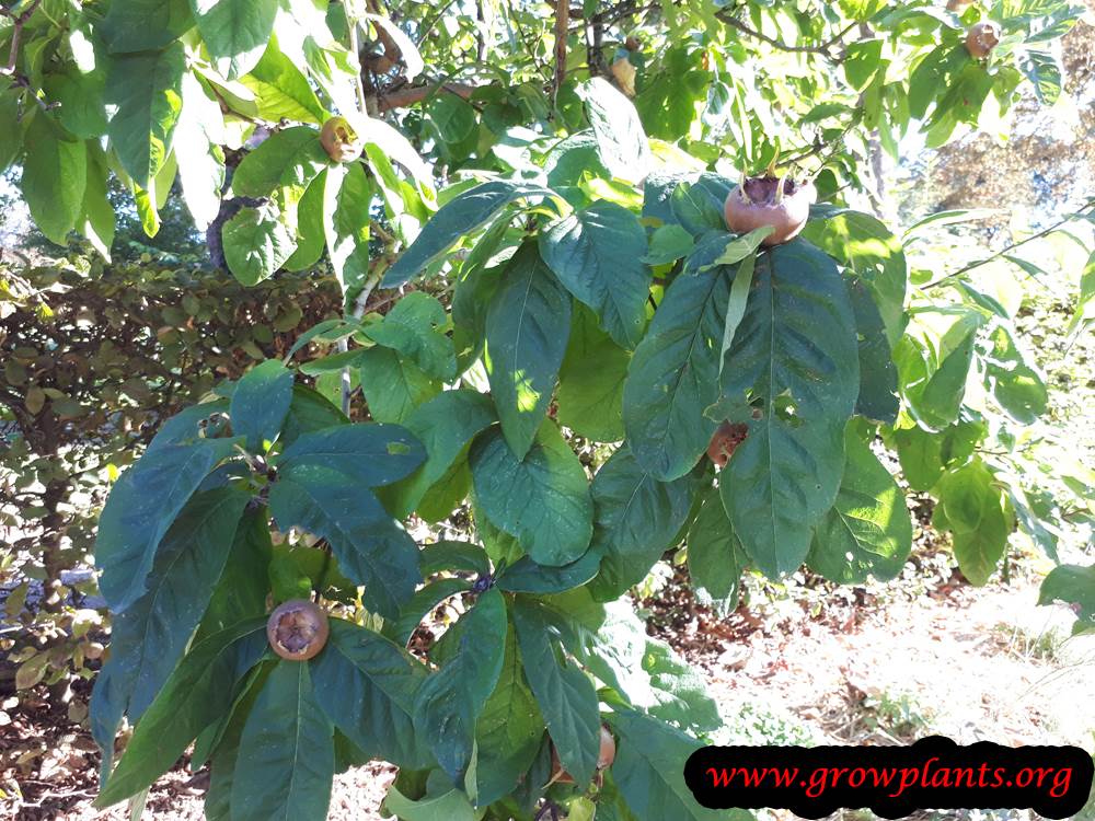 Planting season Medlar fruit