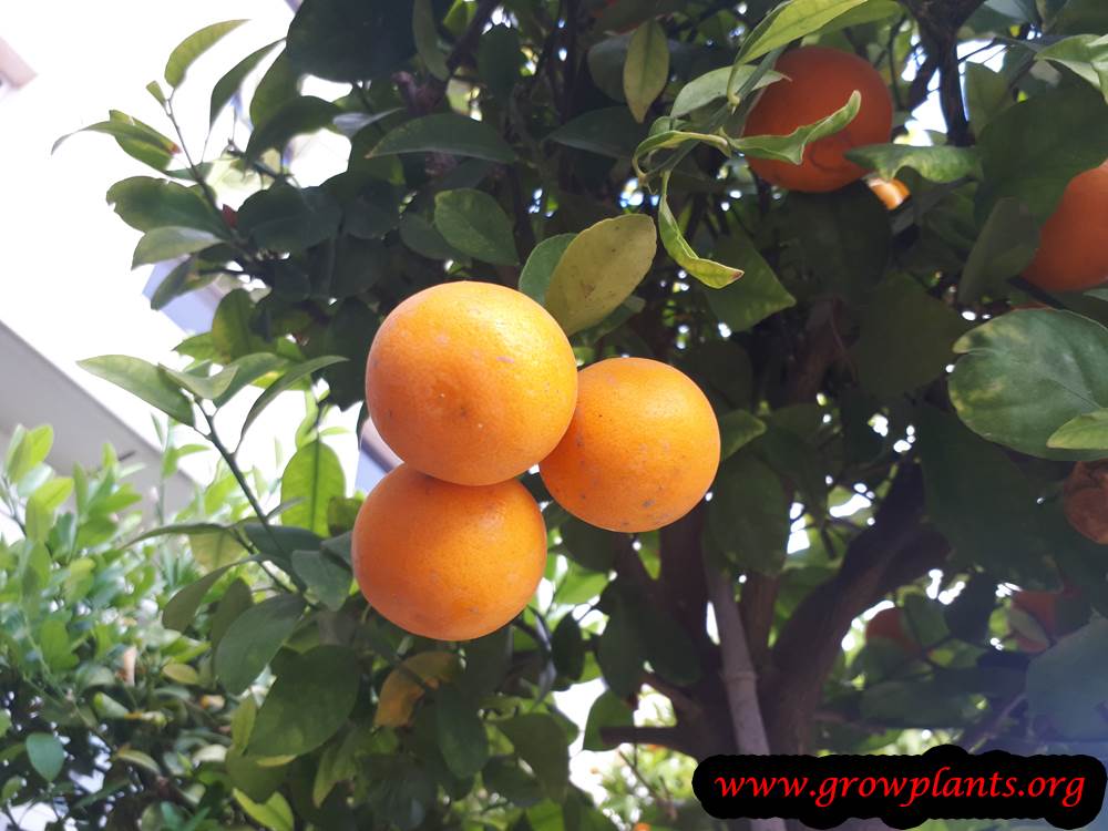 Meiwa kumquat