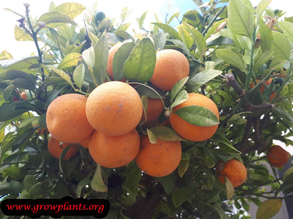 Meiwa kumquat fruits