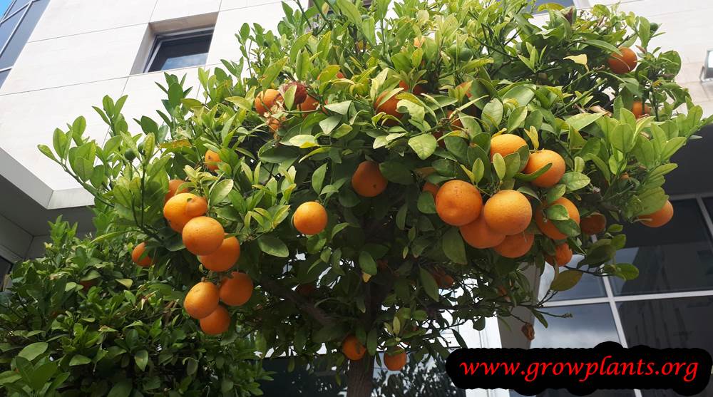 Meiwa kumquat harvesting fruits