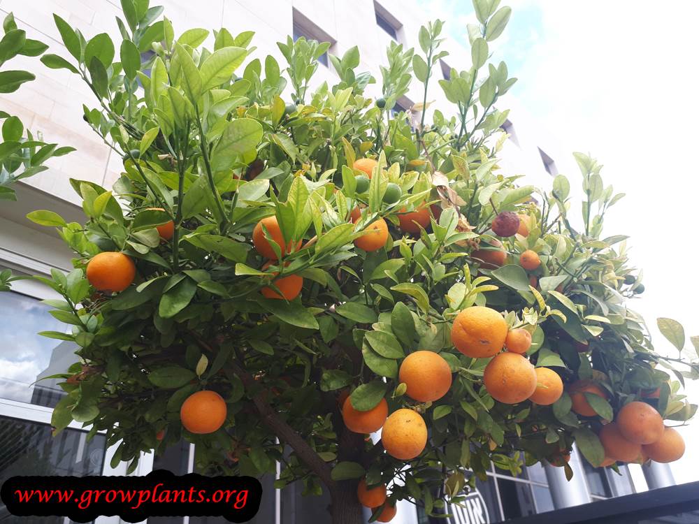 Meiwa kumquat plant care