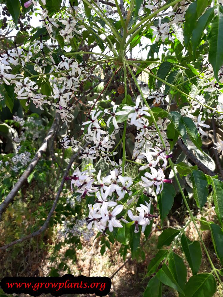 Melia azedarach tree flowers