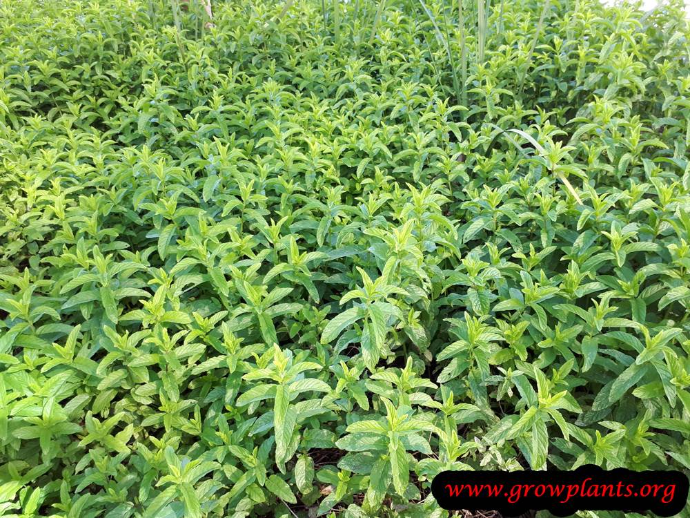Mentha longifolia plant care