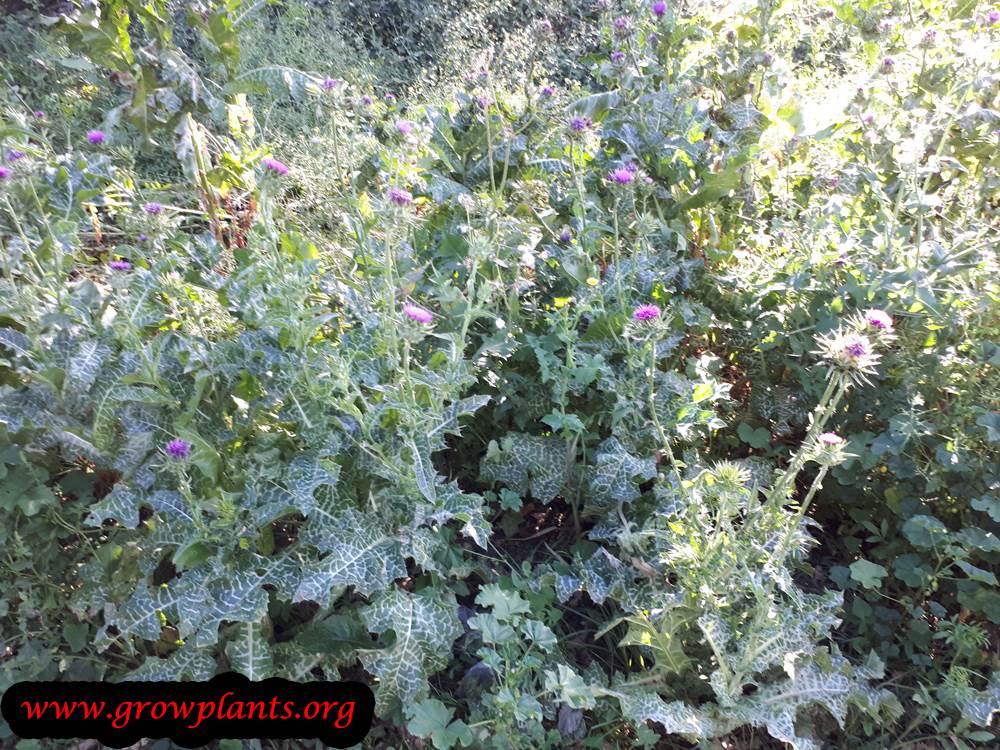 Milk thistle grow and care