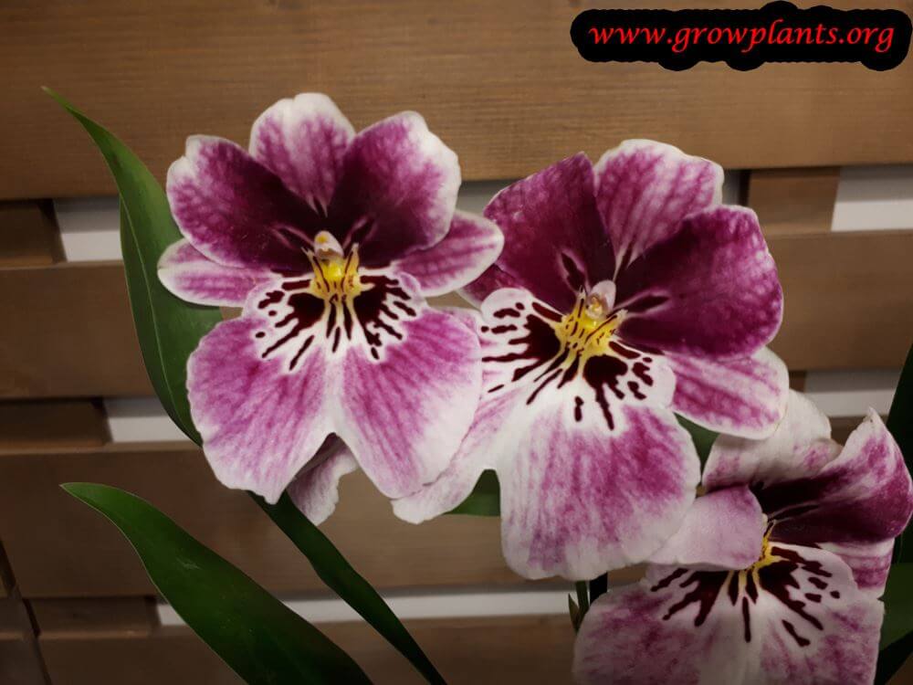 Miltonia orchid flower