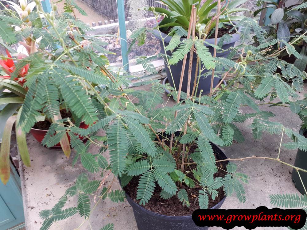 Mimosa pudica plant care