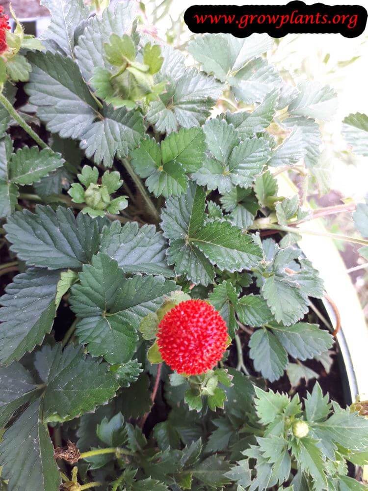 Mock strawberry fruit season