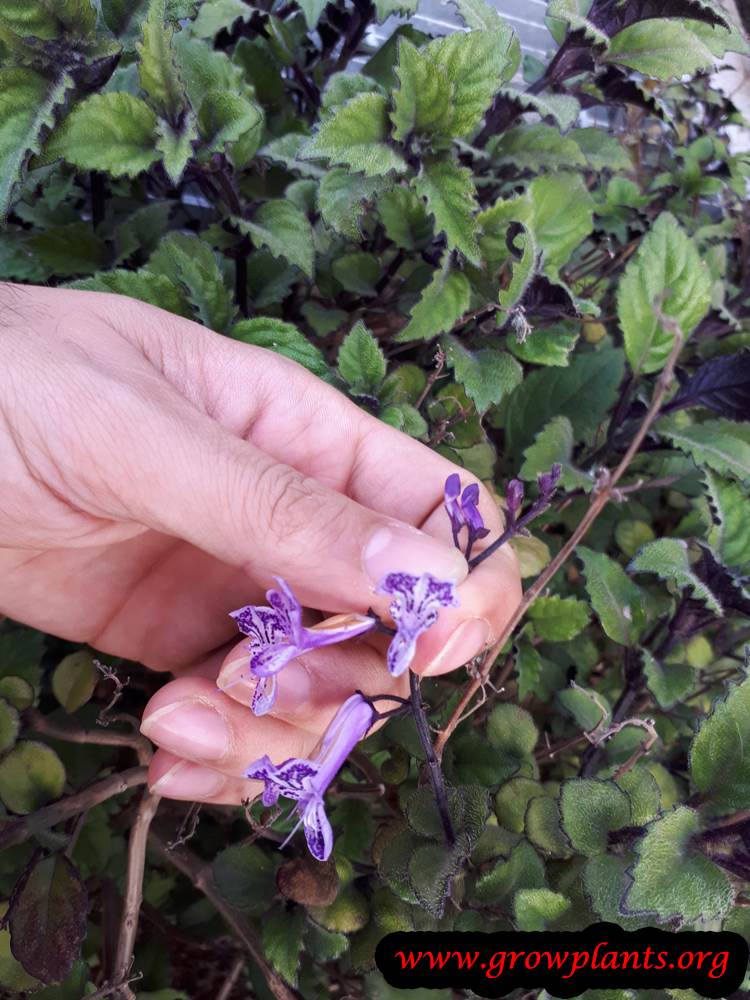 Plectranthus Mona lavender flonwers