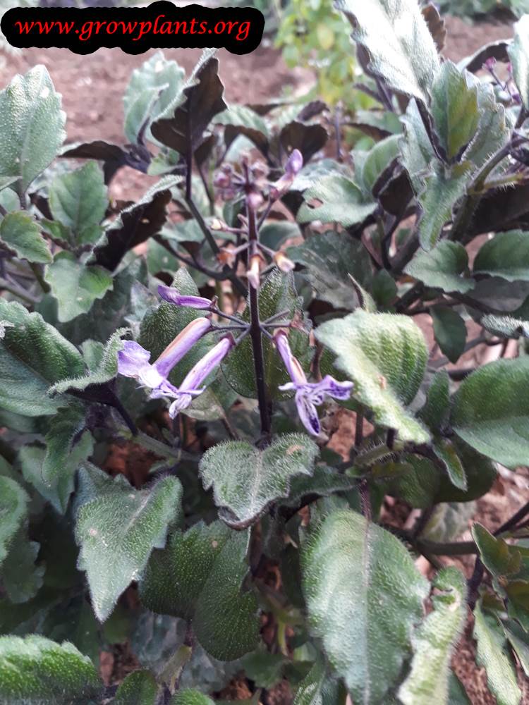 Plectranthus Mona lavender plant care