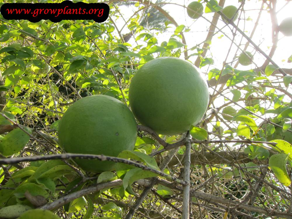 Monkey orange fruit harvest