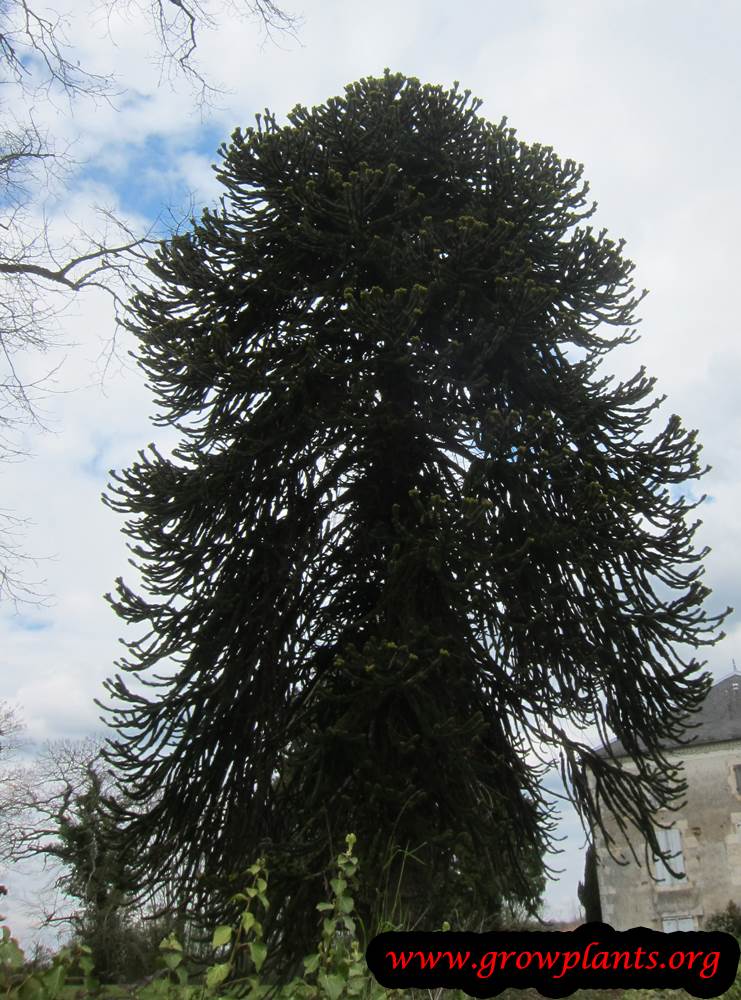 Monkey puzzle tree grow and care