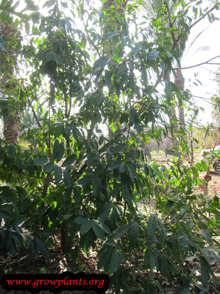 Growing Mountain soursop tree