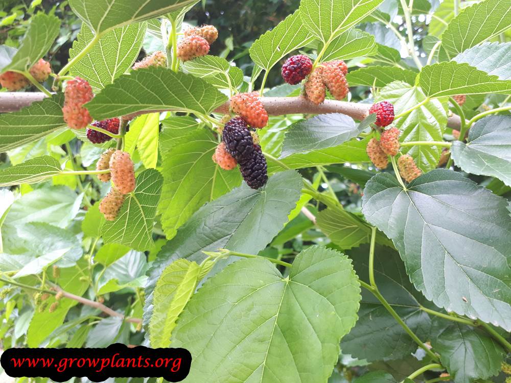 Mulberry tree grow and care