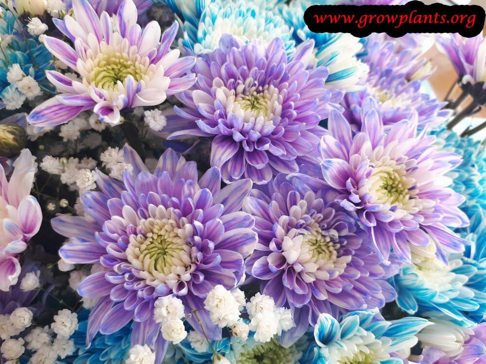 Chrysanthemum Purple flowers