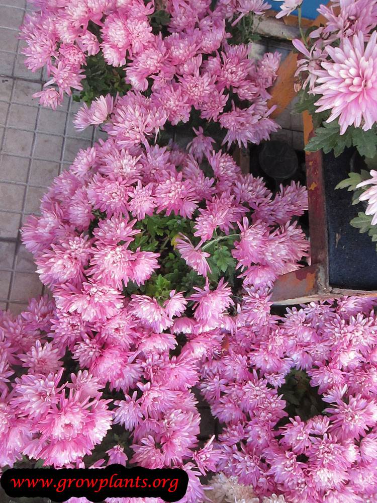Chrysanthemum flowers