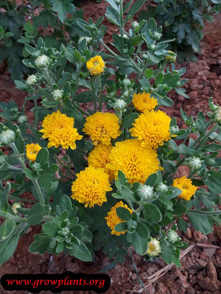 Yellow Mum flower plant