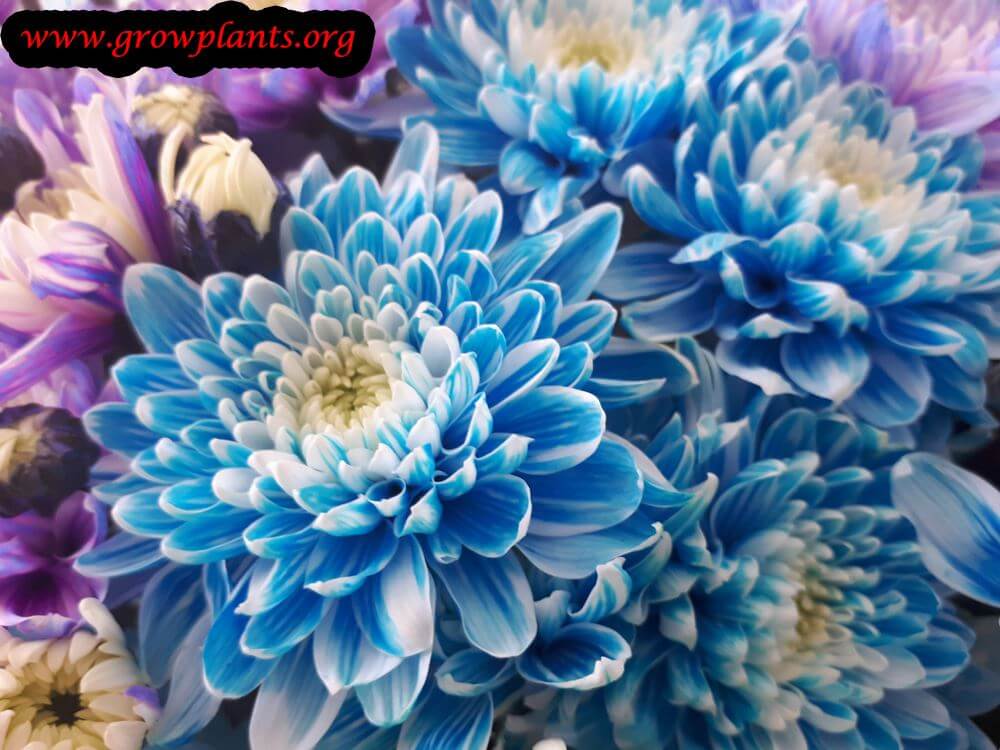 Blue Mum flower plant