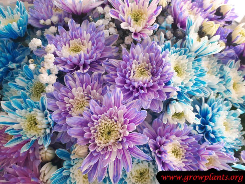Purple Mum flower plant