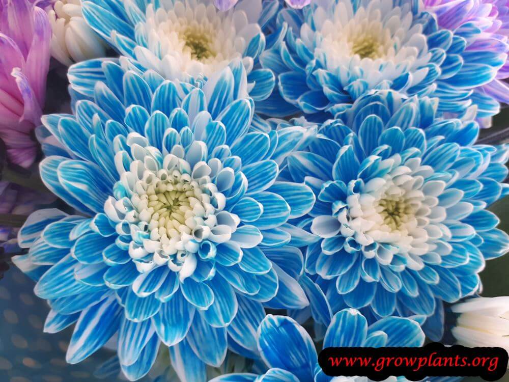 Chrysanthemum blue flowers