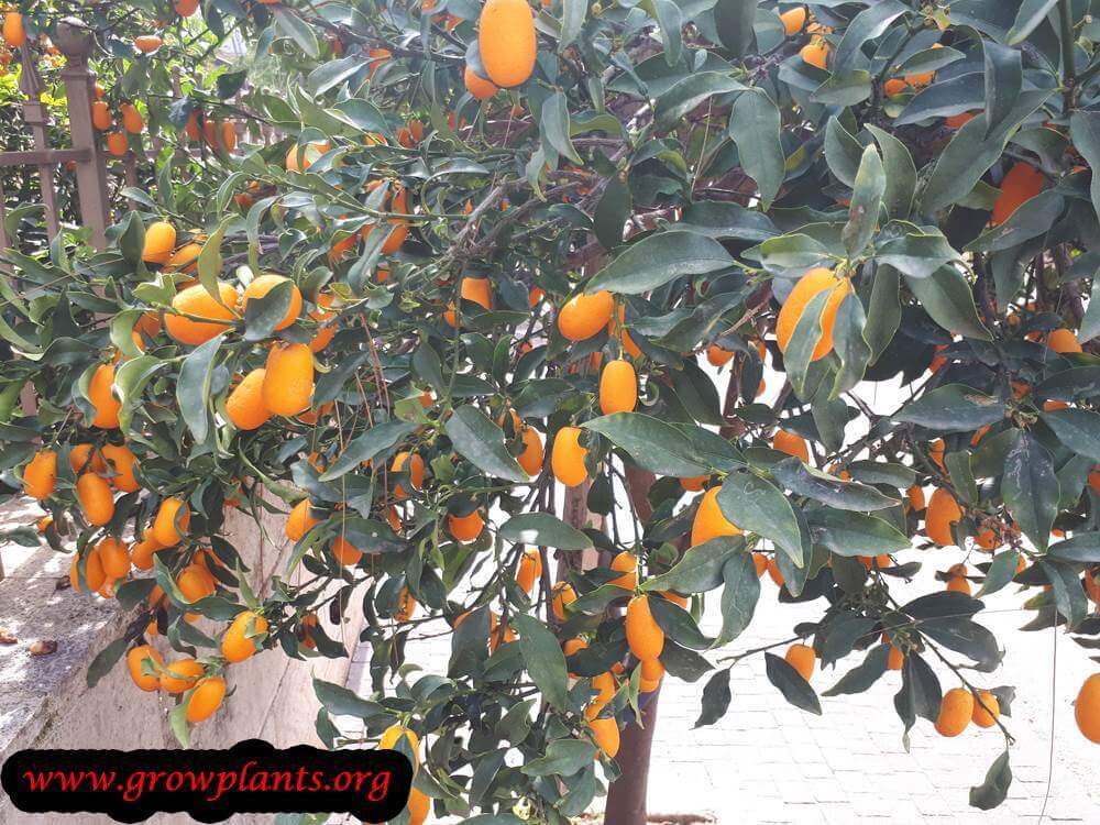 Nagami kumquat harvest