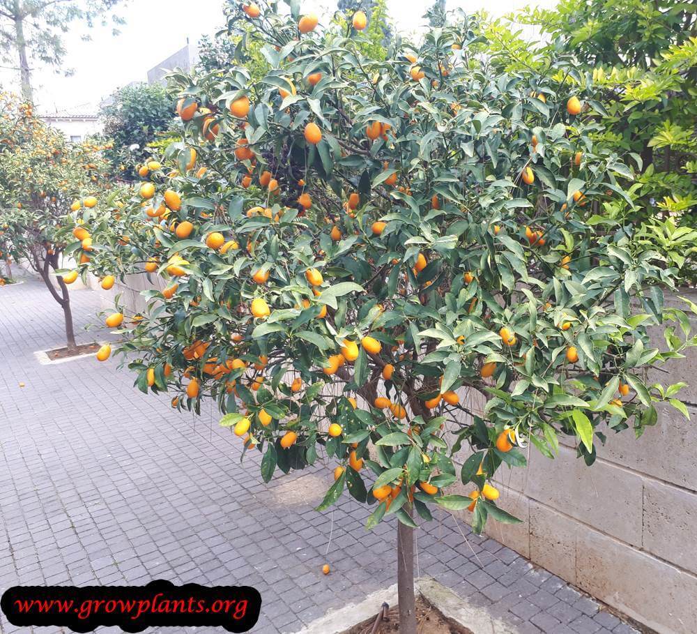 Nagami kumquat season harvest