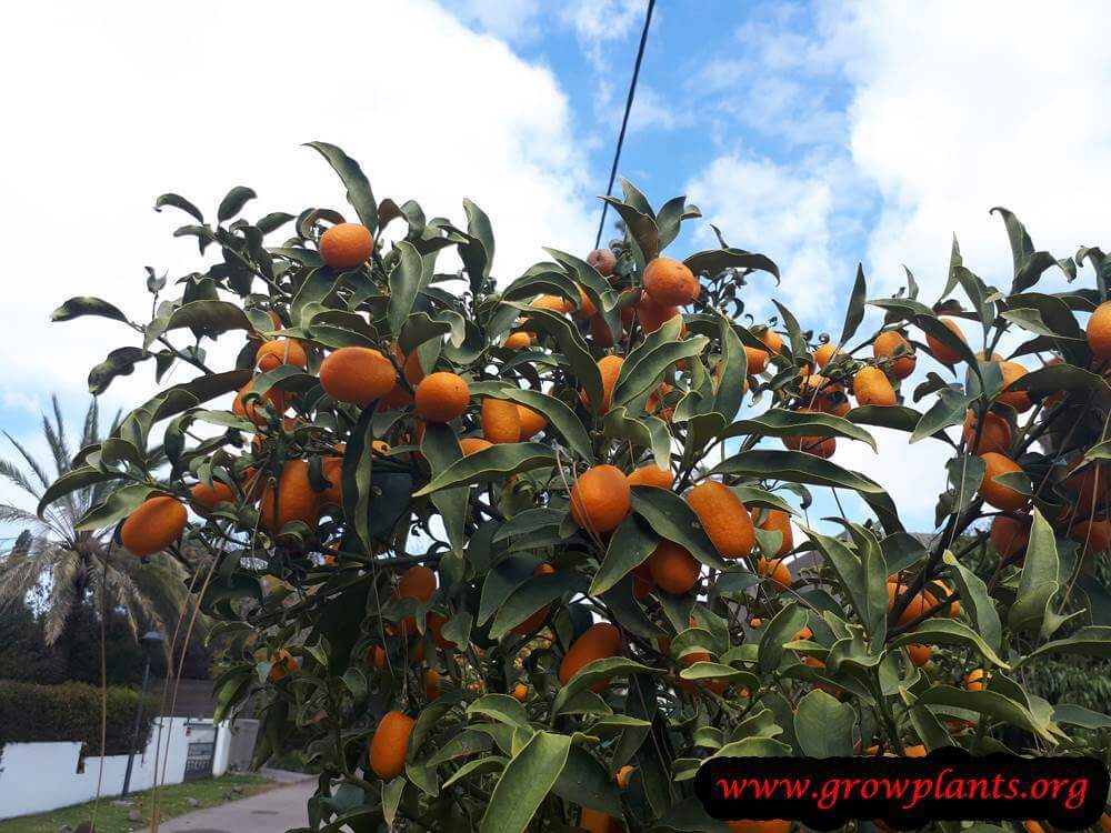 Nagami kumquat fruit season