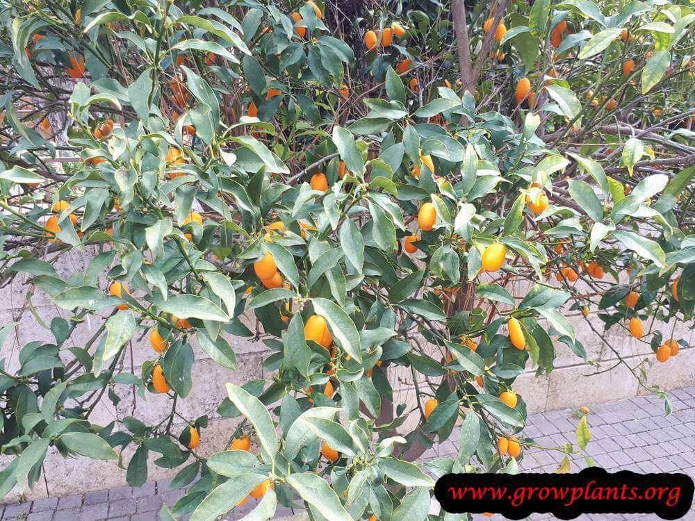 Nagami kumquat plant care