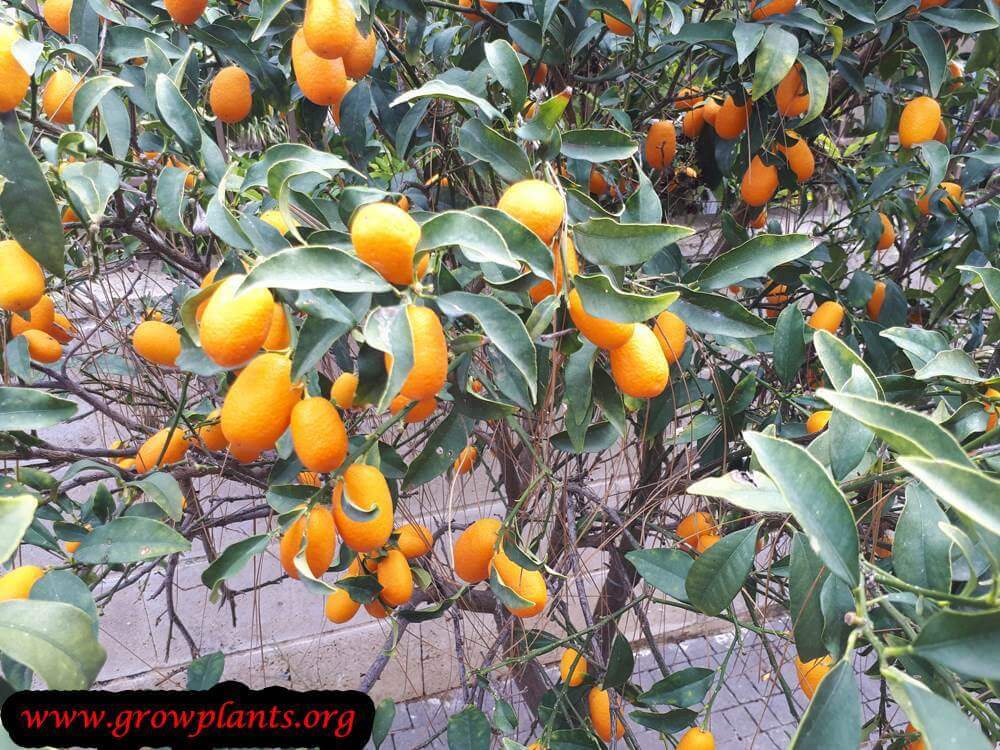 Nagami kumquat fruits