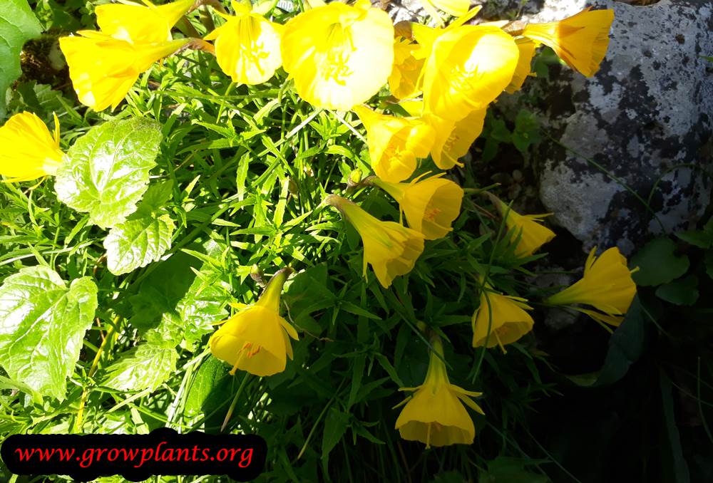 Narcissus bulbocodium plant care