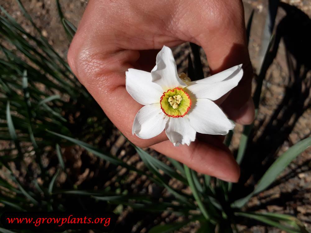 Narcissus poeticus flower