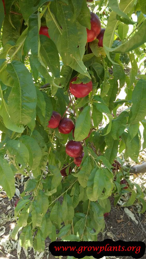 Nectarine tree fruits season