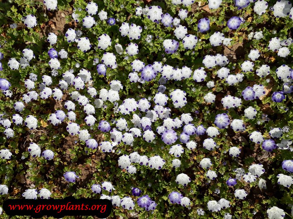 Growing Nemophila maculata ground cover