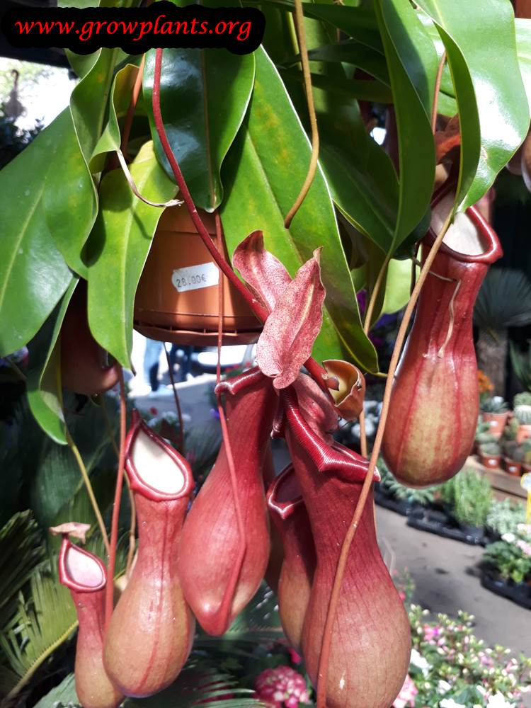 Nepenthes planting