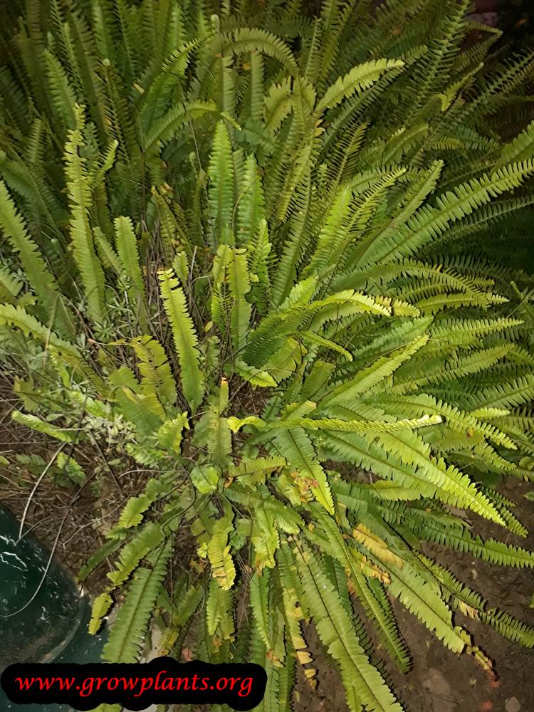 Nephrolepis exaltata plant care