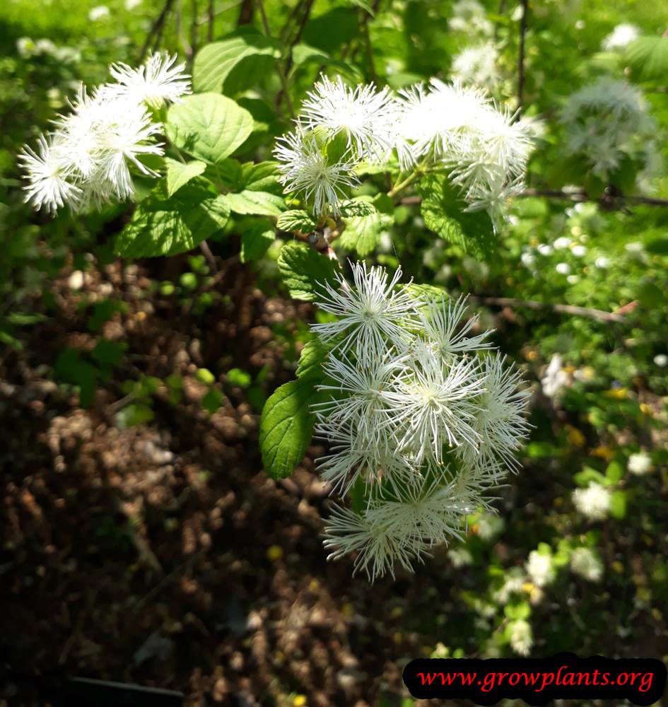 Neviusia alabamensis plant care