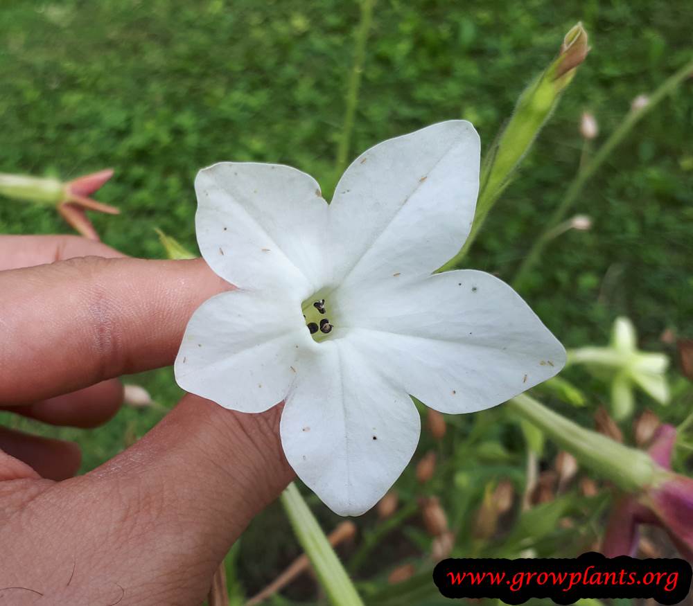 Nicotiana alata white flower