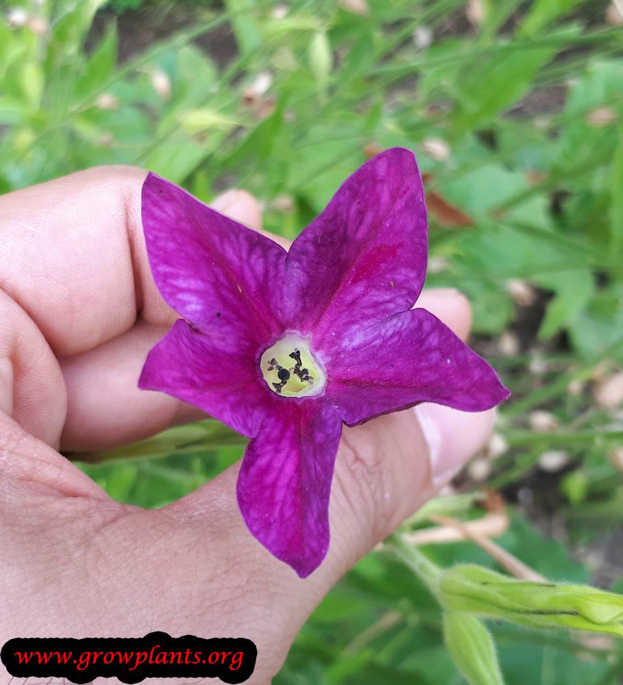 Nicotiana alata purple flower