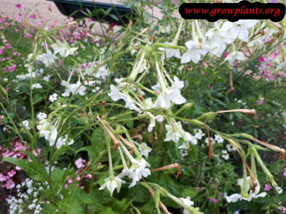 Growing Nicotiana alata flowers