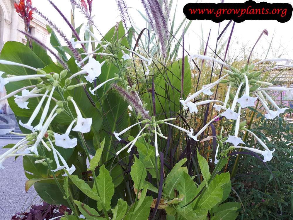 Nicotiana sylvestris plant care