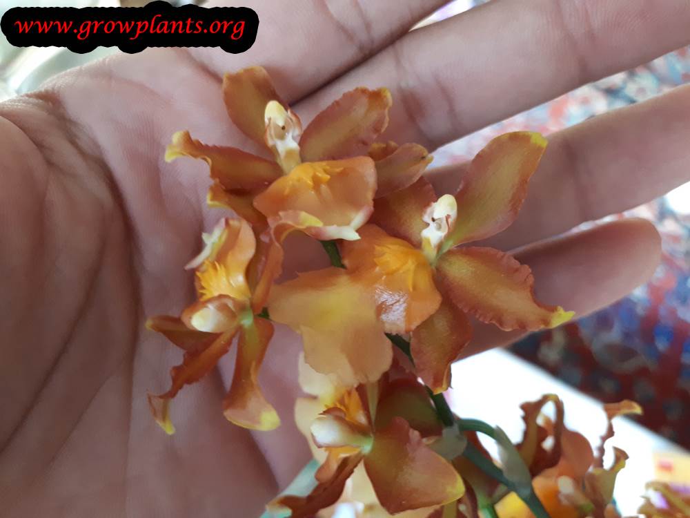 Odontocidium orchid