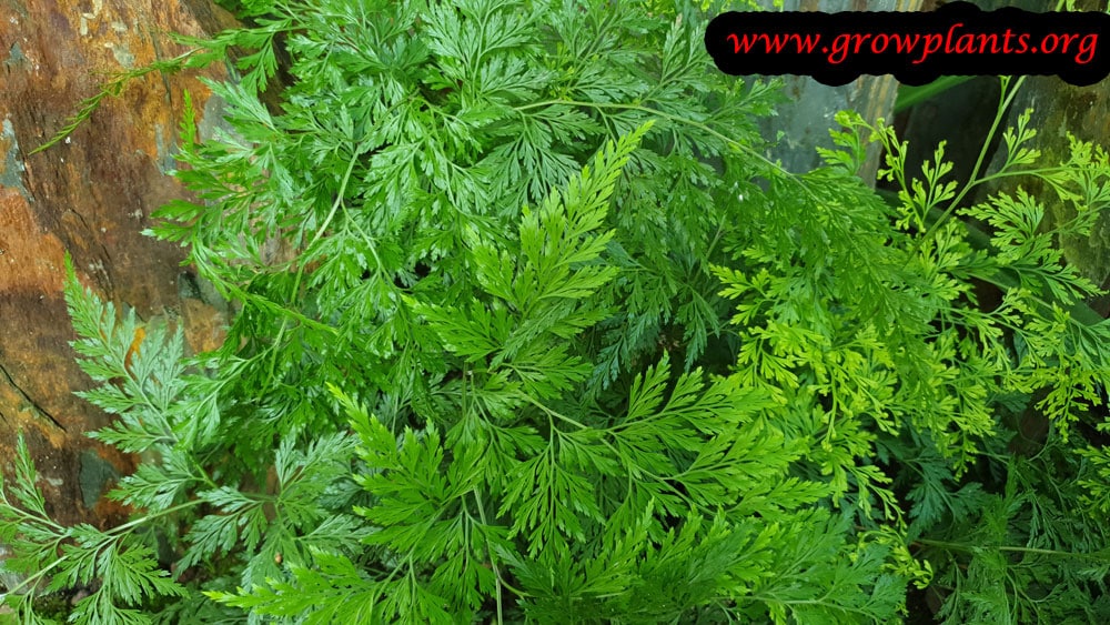 Onychium japonicum fern