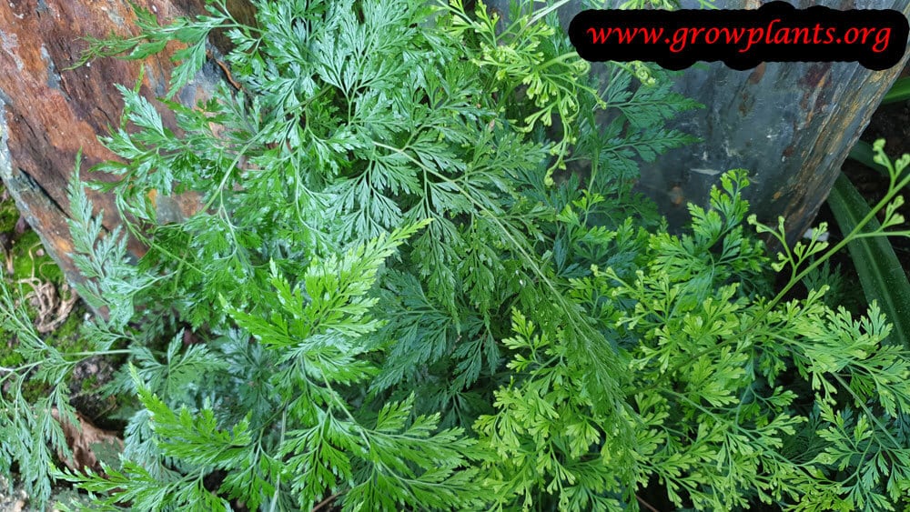 Onychium japonicum plant care