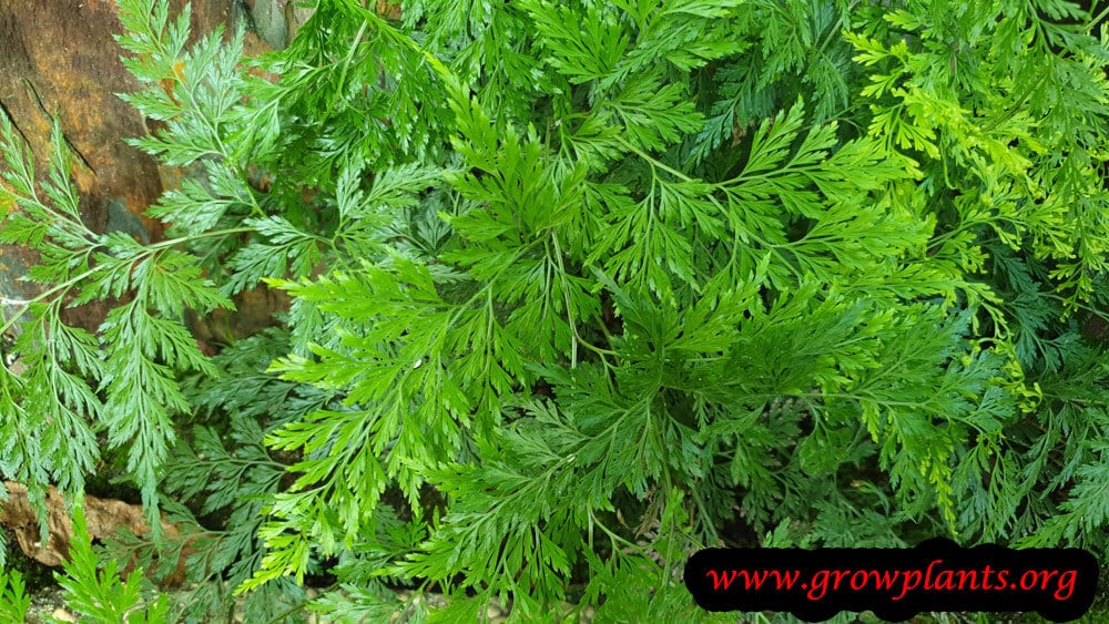 Onychium japonicum plant grow and care