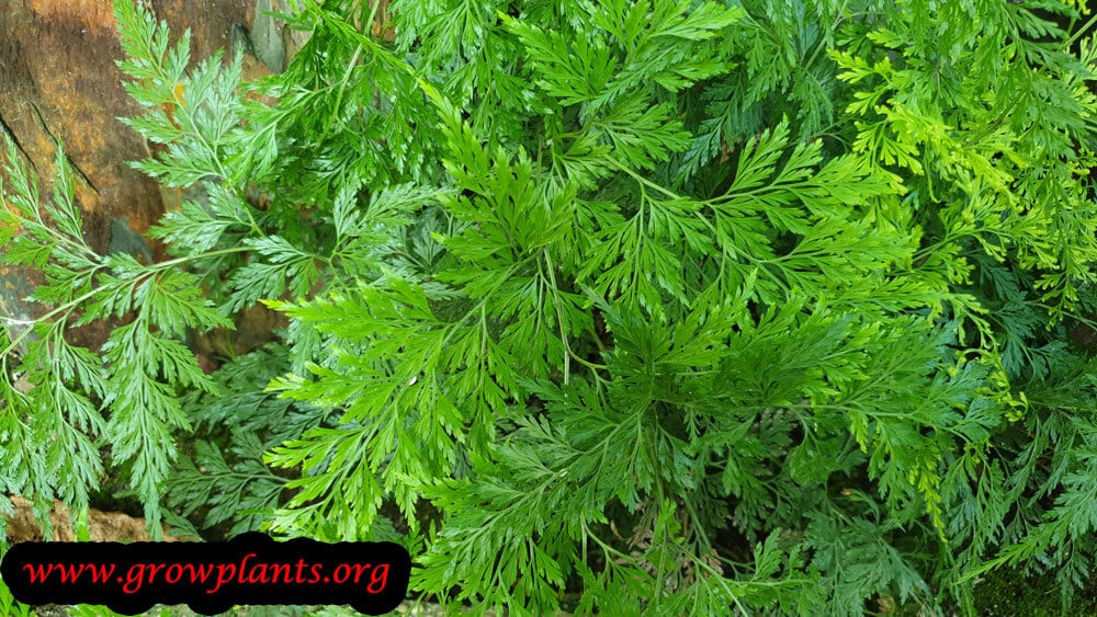 Onychium japonicum plant leaves