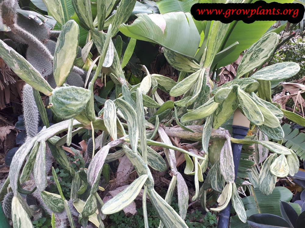 Opuntia cochenillifera plant care