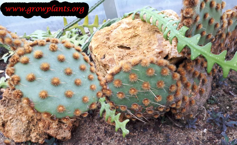 Opuntia engelmannii cactus